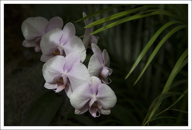 MoBot Orchid Show 2013-03-31 1