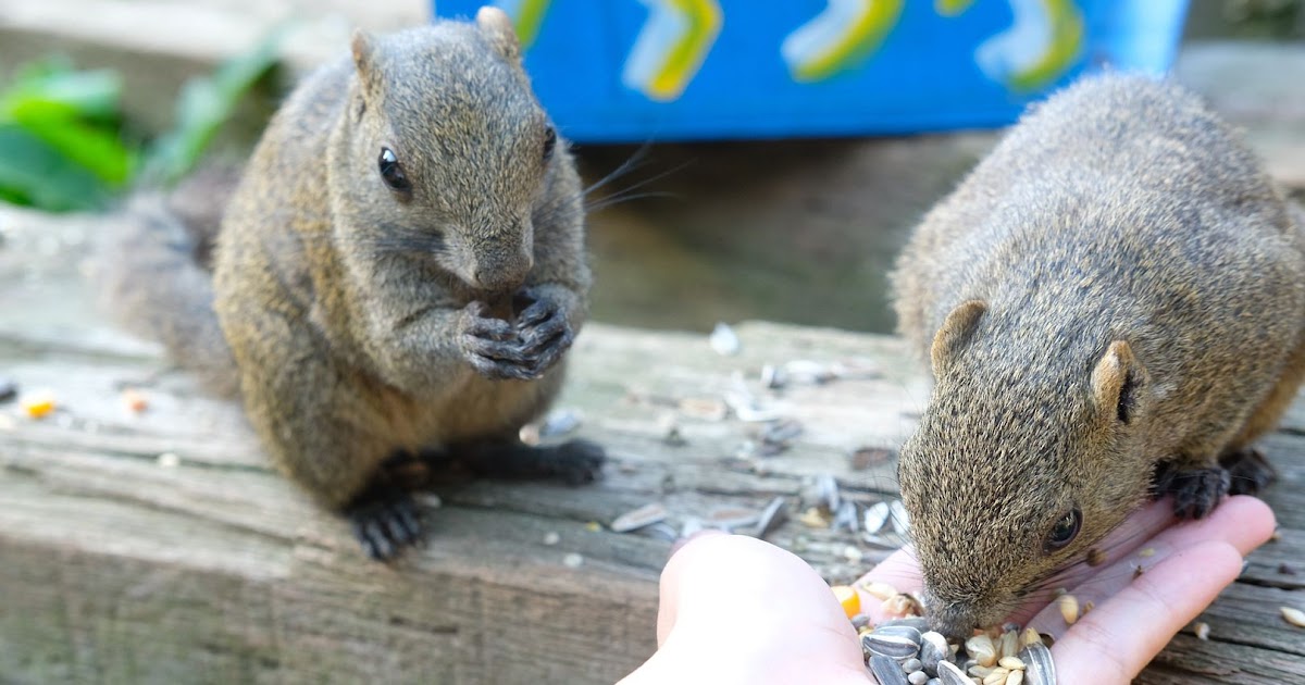 Strictly Ours: 20 Places in Japan that Animal Lovers Must Visit