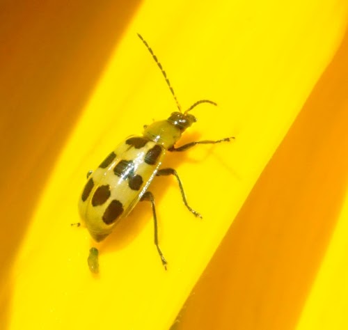 maycintadamayantixibb: Yellow Beetle With Black Dots