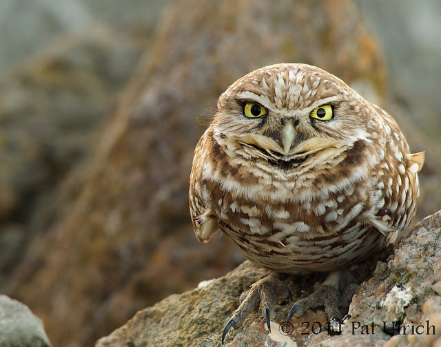 Western burrowing owl at the Berkeley Marina - Pat Ulrich Wildlife Photography