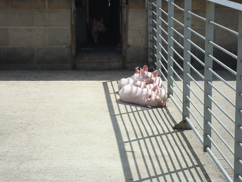 piglets sunning themselves