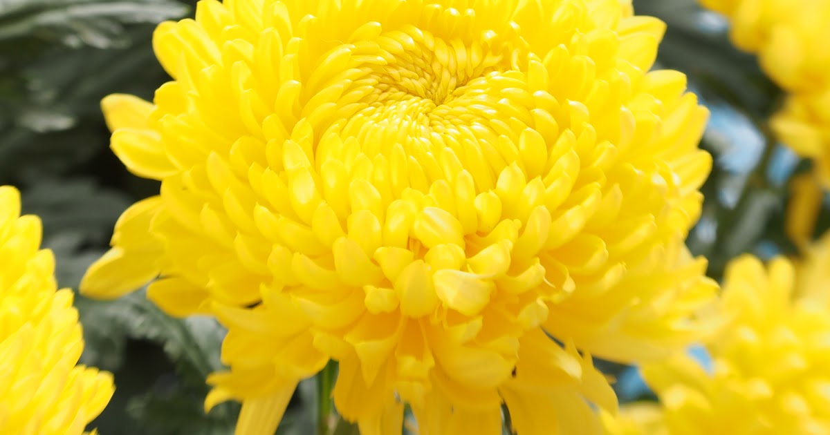 chrysanthemum chinese new year