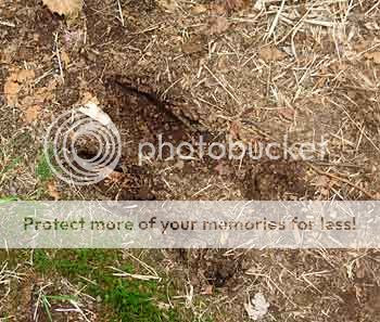 moose track
