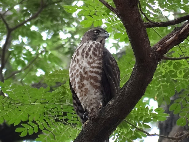 鳳頭蒼鷹/無限台南