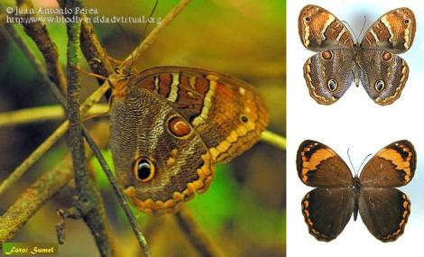 Opoptera sulcius