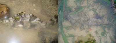 Fish2-Filefish Family Monocanthidae (Hantu), Flathead Family Platycephalidae (Cyrene)