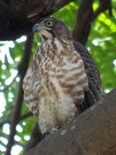 鳳頭蒼鷹/無限台南