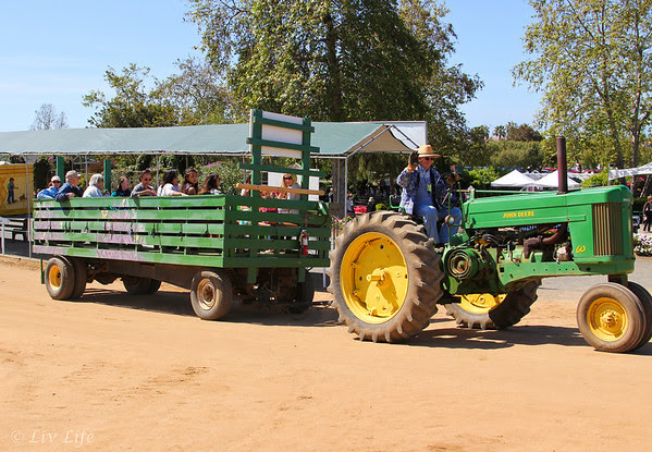 tractor ride at Carlsbad Flower Fields