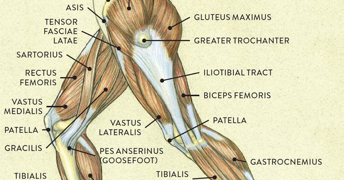 A List Of All The Muscle Names In The Legs - Leg Muscle Anatomy