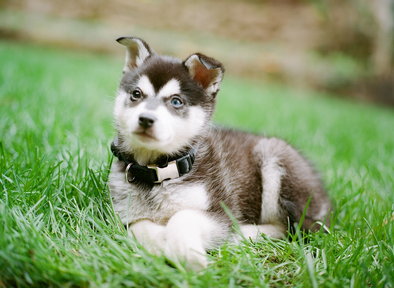 Alaskan Klee Kai Puppies, Rescue, Pictures, Information, Temperament, Characteristics Alaskan Klee Kai Puppies, Rescue, Pictures, Information, Temperament, Characteristics