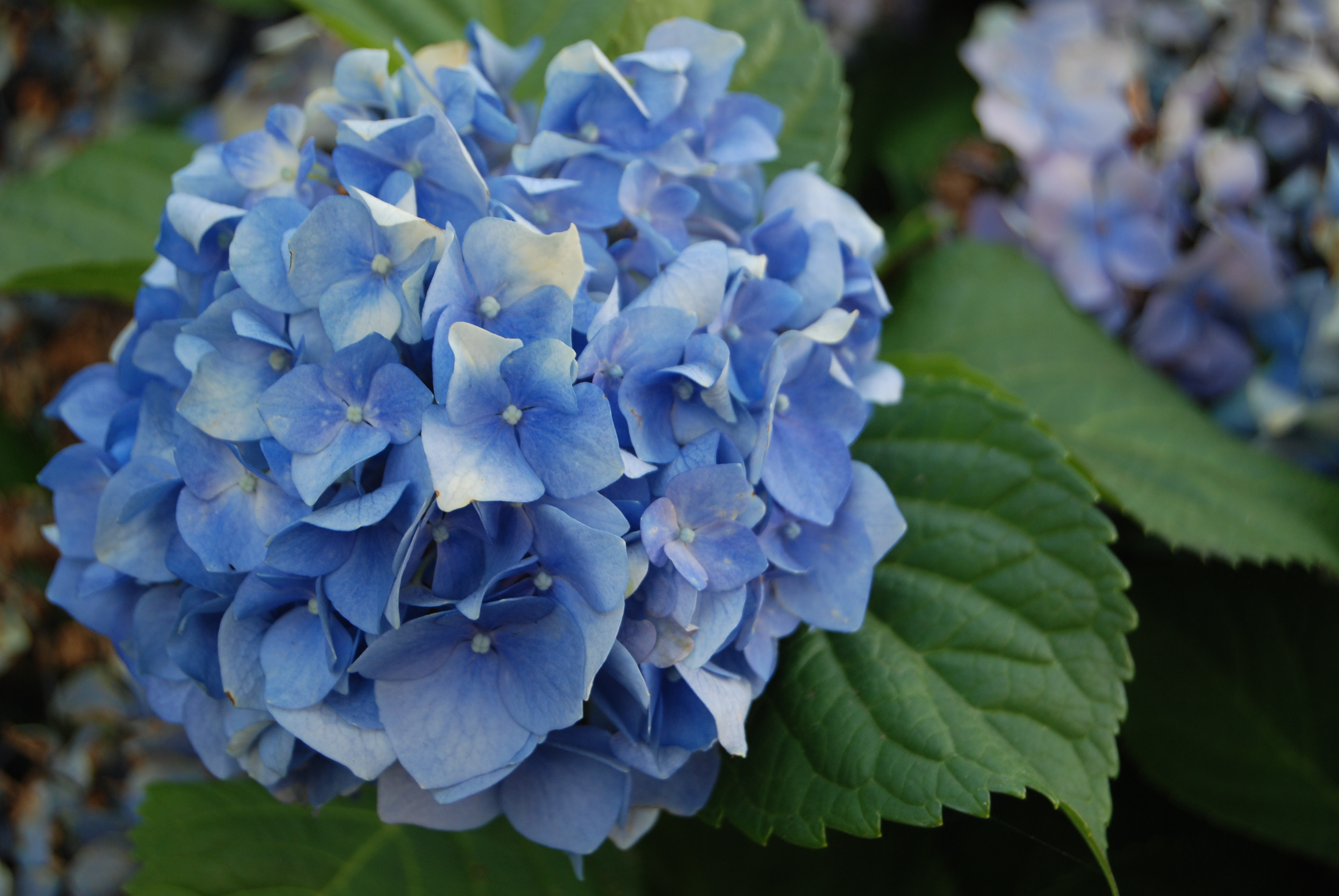 Hydrangea Flower Meaning Unlock The Secret: Auntyflo.com - Hydrangea