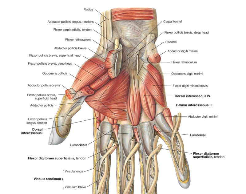 Tendon Diagram Of Wrist - Hand Anatomy Eorthopod Com : The parallel