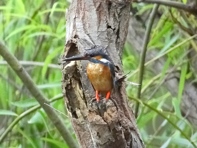 翠鳥/無限台南