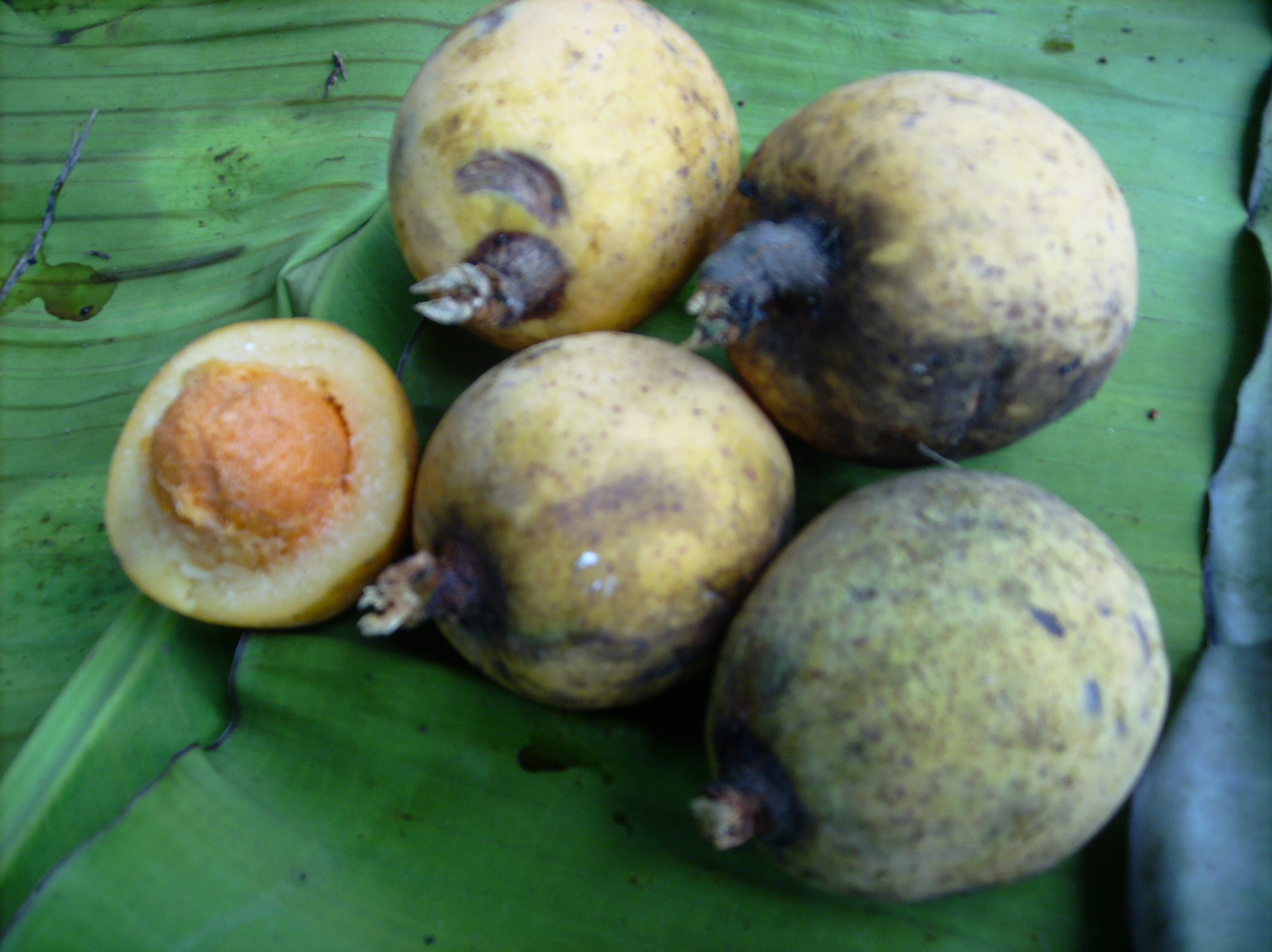Paling Bagus 27 Gambar Buah Buahan Tidak Berwarna - Richa