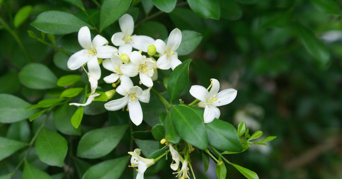 Gambar Bunga Jasmine Gambar DEF