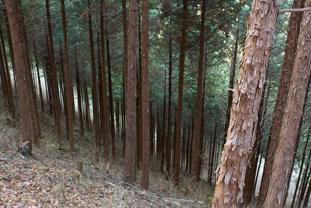 Trees