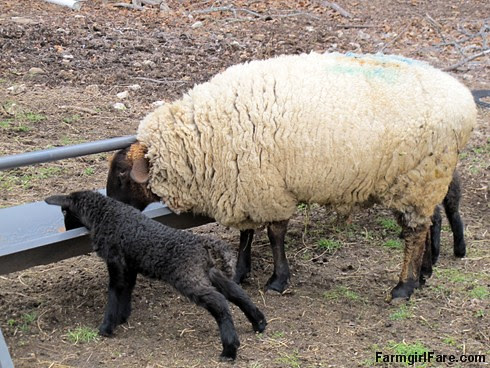 Curious little lambs (4) - FarmgirlFare.com