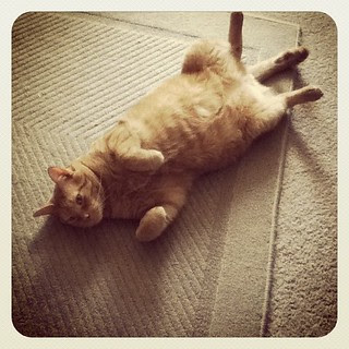 Seymore. #catsofinstagram #gingercat