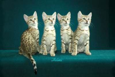 Egyptian Mau