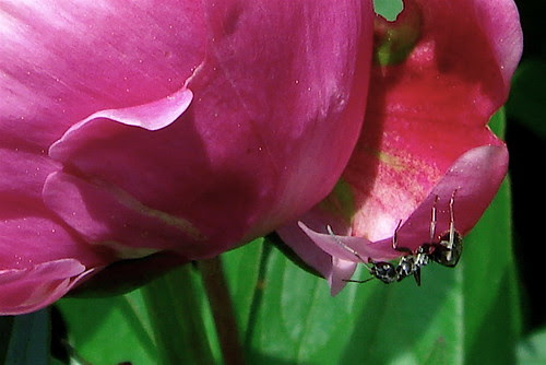Peony with ant