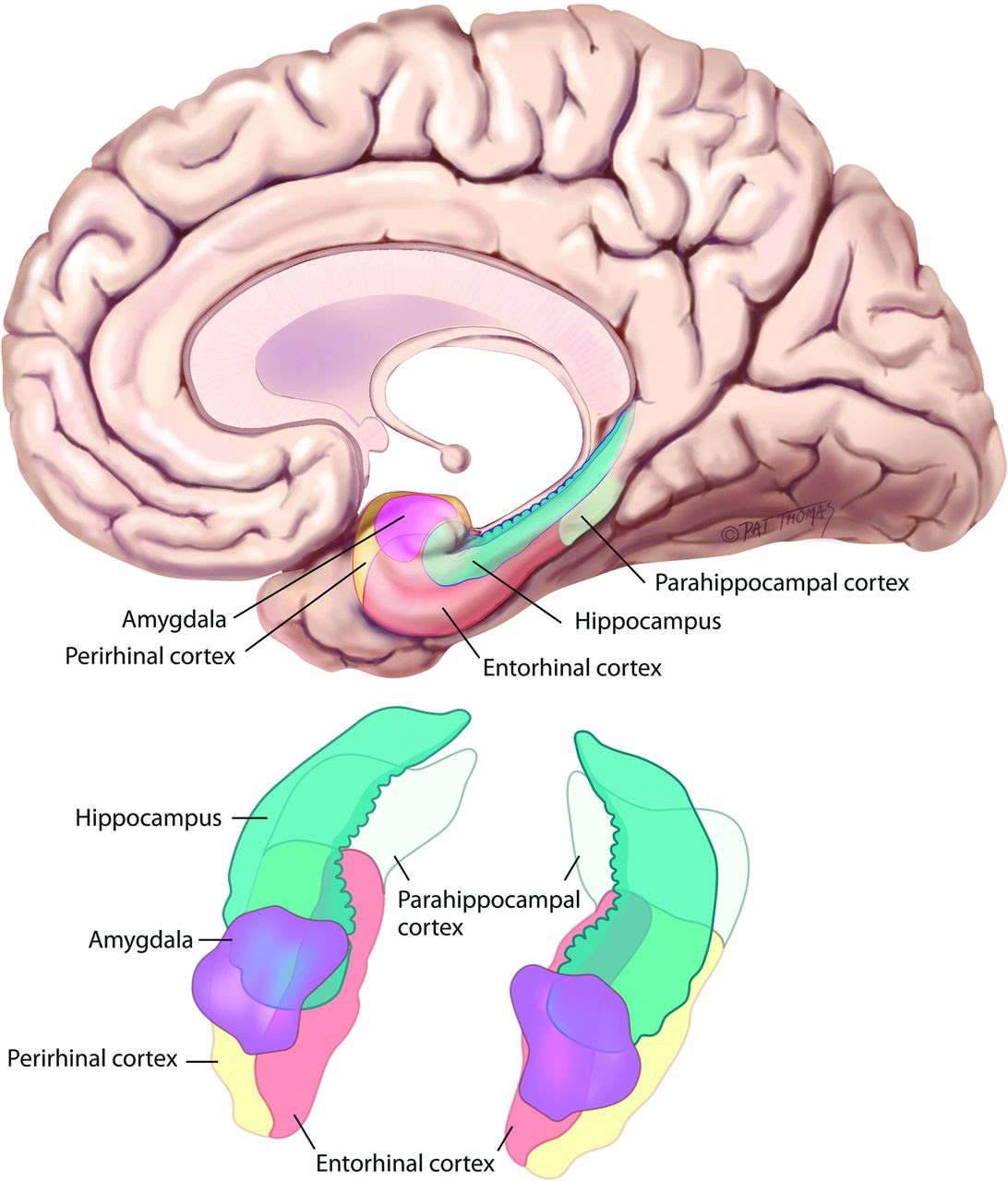 anatomy-of-temporal-lobe