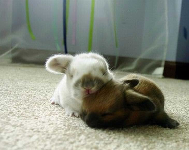 Animais fofos que usam os amigos de travesseiros