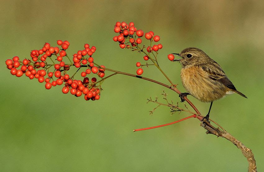 Fascinating photos of birds from the photographer Zander Yaqui