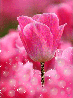 Нежный розовый тюльпан
