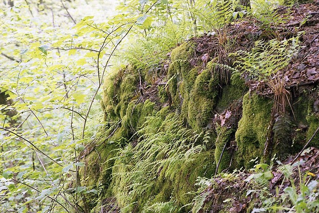 Ferns