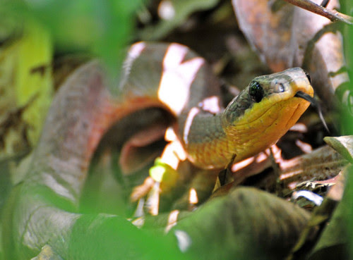 snake