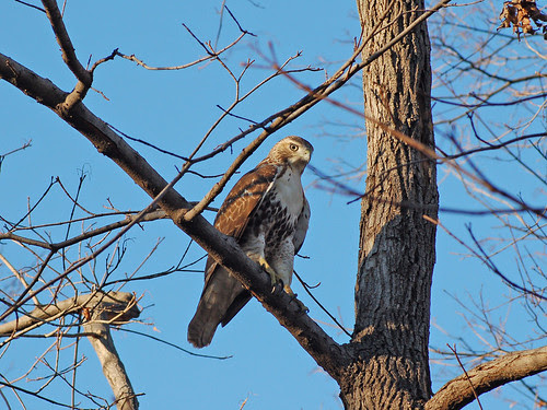 Juvenile Red-Tail at Central Park's Great Hill