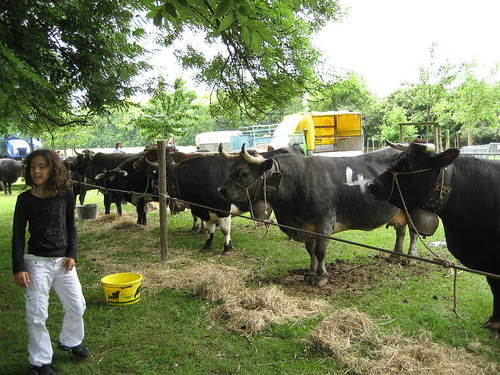 Cow Fight
