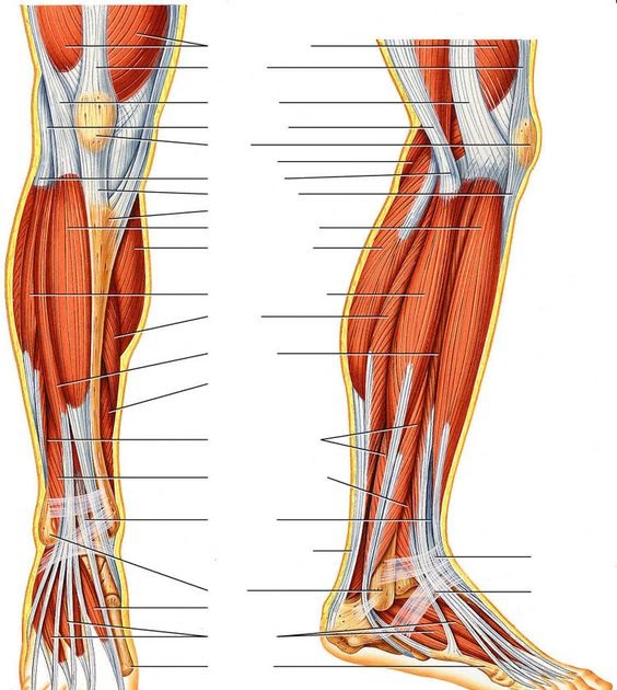 Leg Muscle Diagram Not Labeled - Black And White Muscular System