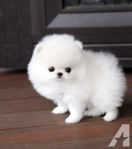 Pomeranian Puppy - Pets Lovers