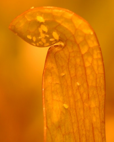 Aphid infestation on a Sarracenia hybrid