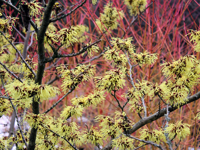 Hamamelis Mollis