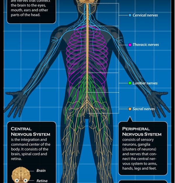 Central Nervous System Diagram Easy