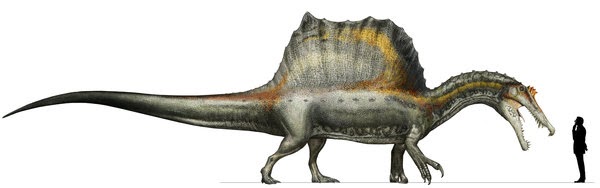 largest spinosaurus ever found