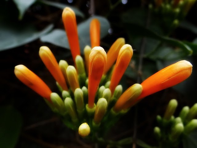 炮仗花/無限台南