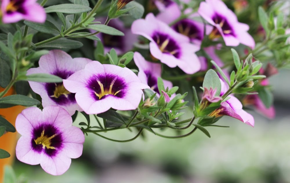 Winterharte Blumen Pflegeleicht Über Blumen