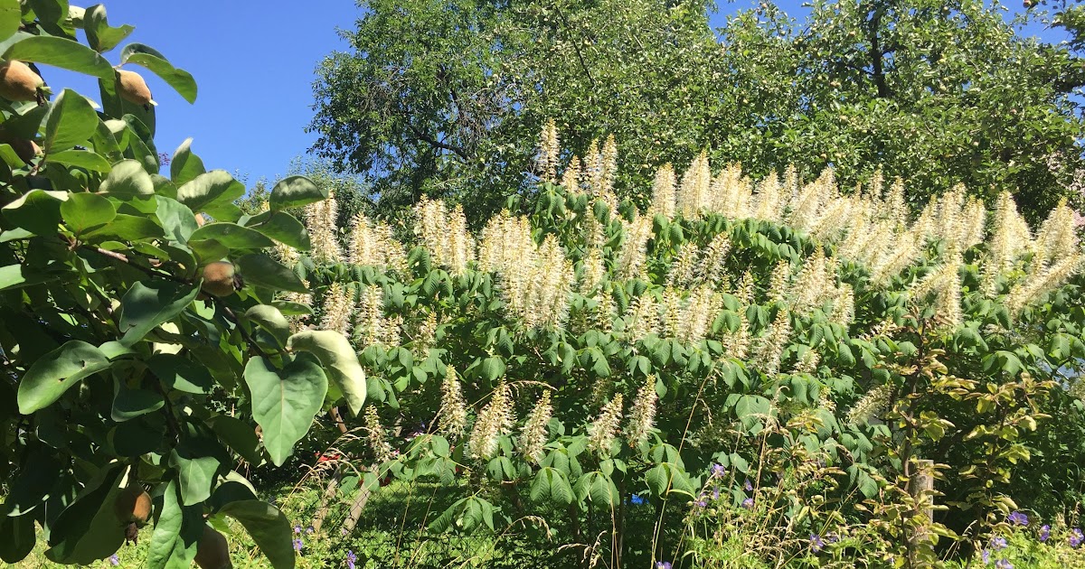 Garten Steht Nicht Im Mietvertrag Germany Garten