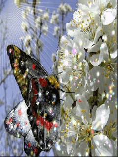 Бабочка на цветочках под лучами солнышка.