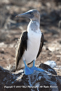 Blue Footed Booby on Galapagos, North Seymour Island