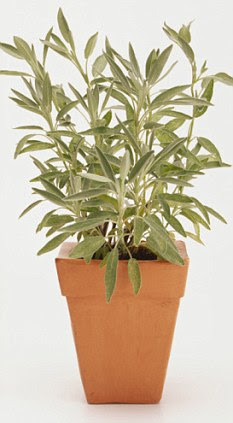 Sage advice: The herb can improve your memory