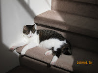 Oscar-Sunbeam-2010.JPG