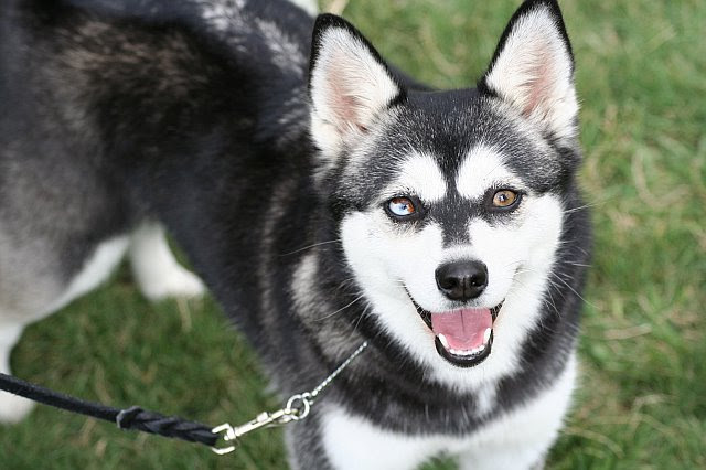 Alaskan Klee Kai Info, Temperament, Puppies, Care, Pictures Alaskan Klee Kai Info, Temperament, Puppies, Care, Pictures