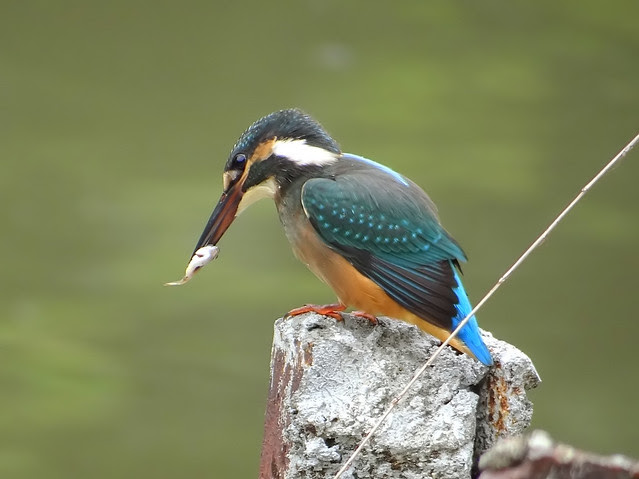 翠鳥/無限台南