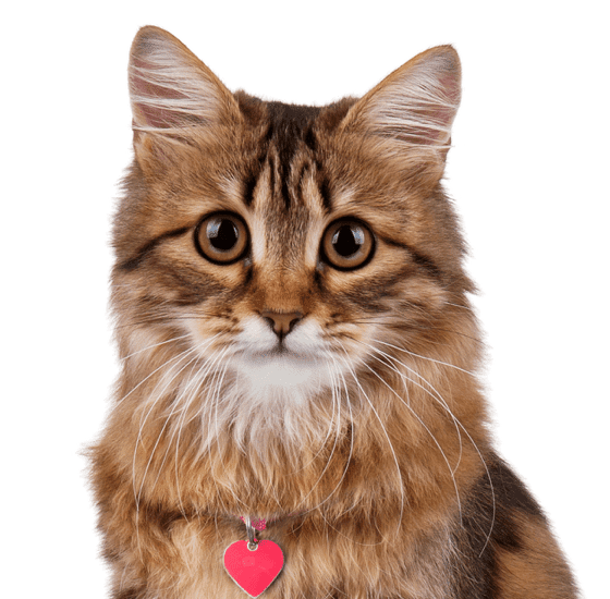 Maine Coon Cat For Adoption Near Me The W Guide