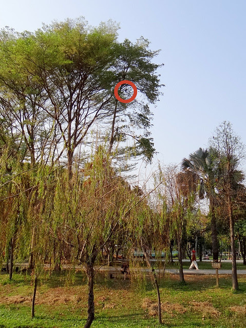 鳳頭蒼鷹/無限台南