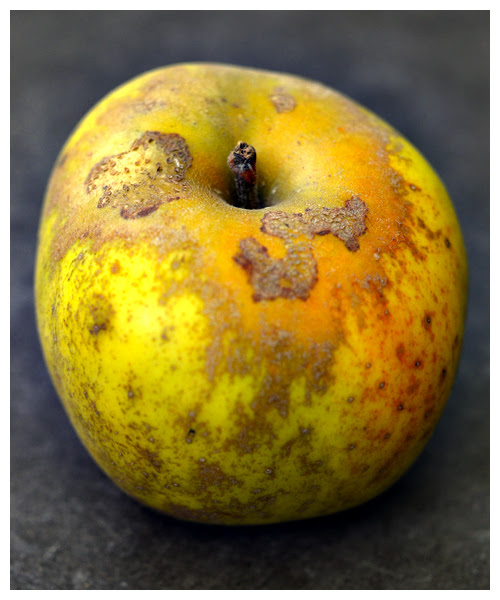 renette apple© by Haalo